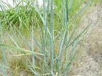 Elymus athericus 10, Zeekweek, Saxifraga-Rutger Barendse