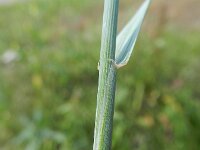 Elymus athericus 11, Zeekweek, Saxifraga-Rutger Barendse