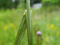 Elymus athericus 12, Zeekweek, Saxifraga-Rutger Barendse