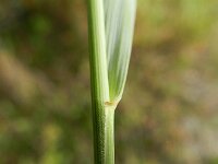 Elymus athericus 13, Zeekweek, Saxifraga-Rutger Barendse
