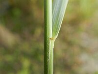 Elymus athericus 14, Zeekweek, Saxifraga-Rutger Barendse