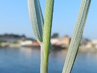 Elymus athericus 15, Zeekweek, Saxifraga-Rutger Barendse