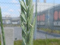 Elymus athericus 16, Zeekweek, Saxifraga-Rutger Barendse