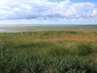 Elymus athericus 17, Zeekweek, Saxifraga-Hans Boll
