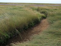 Elymus athericus 18, Zeekweek, Saxifraga-Hans Boll