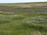 Elymus athericus 19, Zeekweek, Saxifraga-Hans Boll