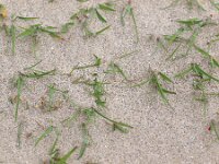 Elymus athericus 2, Zeekweek, Saxifraga-Rudmer Zwerver