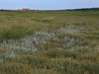 Elymus athericus 20, Zeekweek, Saxifraga-Hans Boll