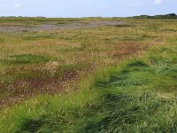 Elymus athericus 22, Zeekweek, Saxifraga-Hans Boll
