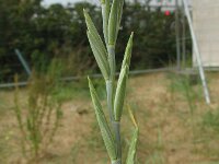 Elymus athericus 23, Zeekweek, Saxifraga-Rutger Barendse