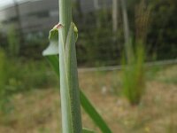 Elymus athericus 24, Zeekweek, Saxifraga-Rutger Barendse