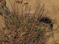 Elymus athericus 25, Zeekweek, Saxifraga-Piet Zomerdijk