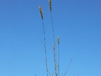 Elymus athericus 27, Zeekweek, Saxifraga-Ed Stikvoort