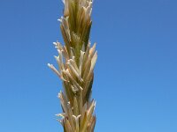 Elymus athericus 28, Zeekweek, Saxifraga-Ed Stikvoort