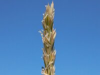 Elymus athericus 29, Zeekweek, Saxifraga-Ed Stikvoort