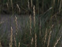 Elymus athericus 3, Zeekweek, Saxifraga-Peter Meininger
