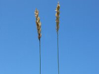 Elymus athericus 30, Zeekweek, Saxifraga-Ed Stikvoort