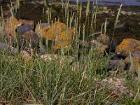 Elymus athericus 31, Zeekweek, Saxifraga-Peter Meininger