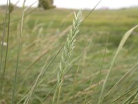 Elymus athericus 32, Zeekweek, Saxifraga-Peter Meininger