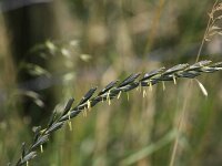 Elymus athericus 4, Zeekweek, Saxifraga-Peter Meininger
