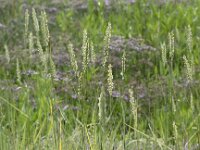 Elymus athericus 5, Zeekweek, Saxifraga-Peter Meininger