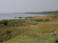 Elymus athericus 8, Zeekweek, Saxifraga-Hans Boll