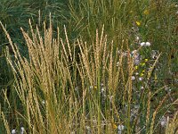 Elymus athericus 1, Zeekweek, Saxifraga-Piet Zomerdijk