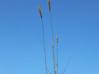 Elymus athericus 3, Zeekweek, Saxifraga-Ed Stikvoort