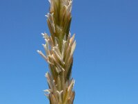 Elymus athericus 4, Zeekweek, Saxifraga-Ed Stikvoort