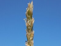 Elymus athericus 5, Zeekweek, Saxifraga-Ed Stikvoort