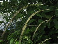 Elymus caninus 2, Hondstarwegras, Saxifraga-Rutger Barendse