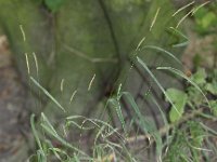 Elymus caninus 4, Hondstarwegras, Saxifraga-Peter Meininger