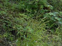 Elymus caninus 6, Hondstarwegras, Saxifraga-Ed Stikvoort