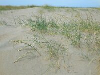 Elymus farctus ssp boreoatlanticus 13, Biestarwegras, Saxifraga-Ed Stikvoort
