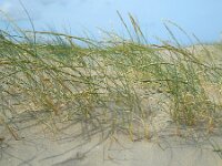 Elymus farctus ssp boreoatlanticus 14, Biestarwegras, Saxifraga-Ed Stikvoort