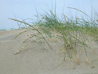 Elymus farctus ssp boreoatlanticus 18, Biestarwegras, Saxifraga-Ed Stikvoort