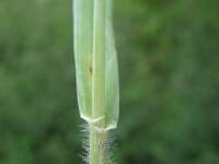 Elymus repens 2, Kweek, Saxifraga-Rutger Barendse