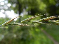 Elymus repens 4, Kweek, Saxifraga-Rutger Barendse