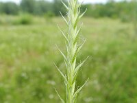 Elymus repens 5, Kweek, Saxifraga-Rutger Barendse