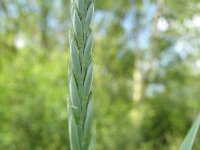 Elymus repens 8, Kweek, Saxifraga-Rutger Barendse