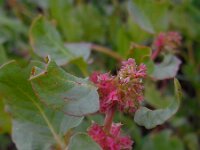 Emex spinosa 3, Saxifraga-Ed Stikvoort