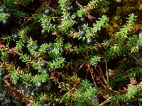 Empetrum nigrum, Crowberry