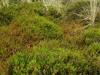 Empetrum nigrum 16, Kraaihei, Saxifraga-Ed Stikvoort
