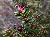Empetrum nigrum 21, Kraaihei, Saxifraga-Ed Stikvoort