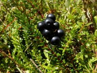 Empetrum nigrum 27, Kraaihei, Saxifraga-Ed Stikvoort