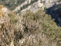 Ephedra distachia