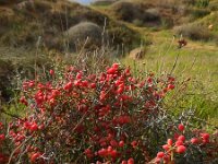 Ephedra foeminea 1, Saxifraga-Ed Stikvoort