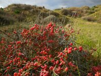 Ephedra foeminea 2, Saxifraga-Ed Stikvoort