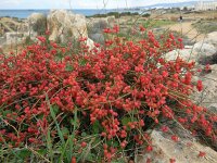 Ephedra foeminea 5, Saxifraga-Ed Stikvoort