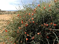 Ephedra foeminea 6, Saxifraga-Ed Stikvoort